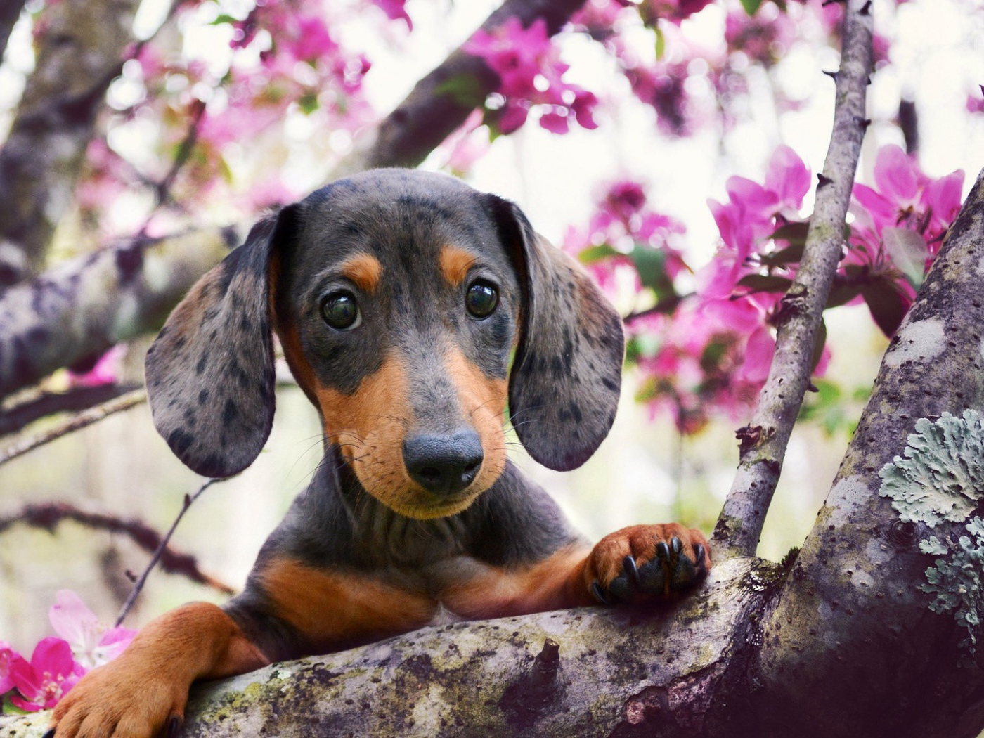 Щенок таксы на ветке цветущего дерева