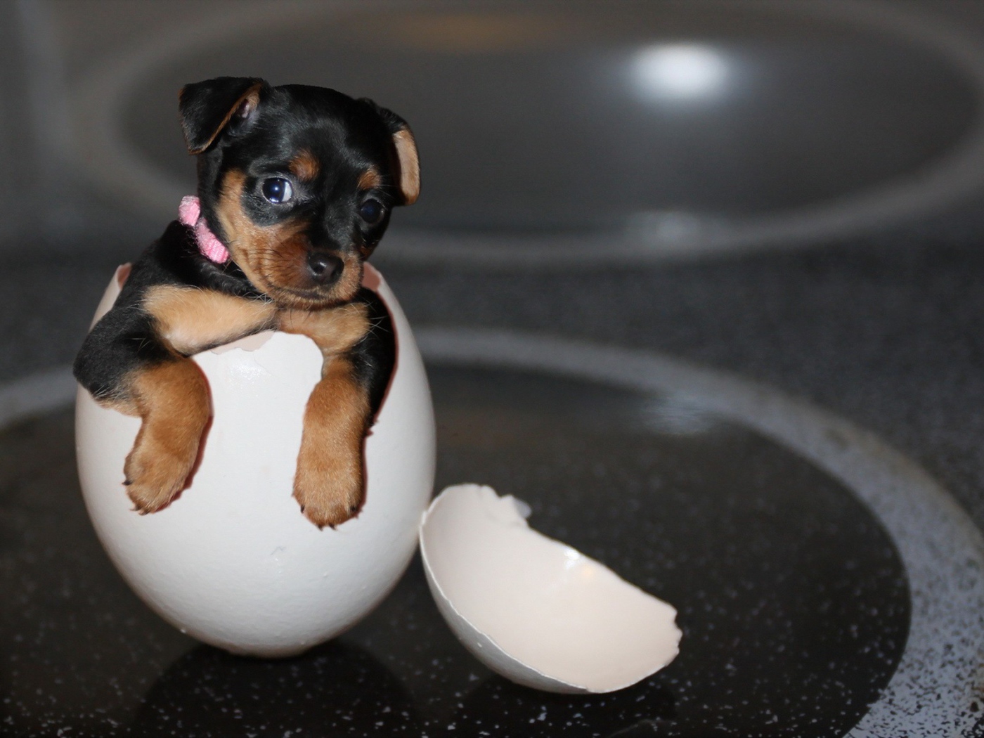 Щенок в скорлупе яйца