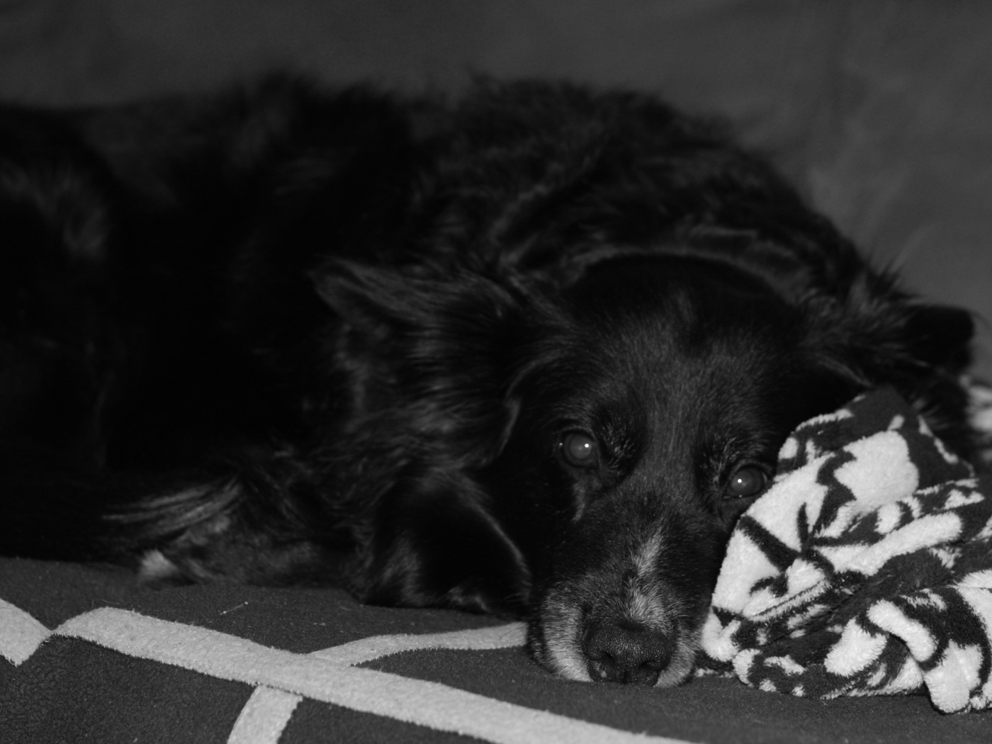 Грустный лохматый черный пес