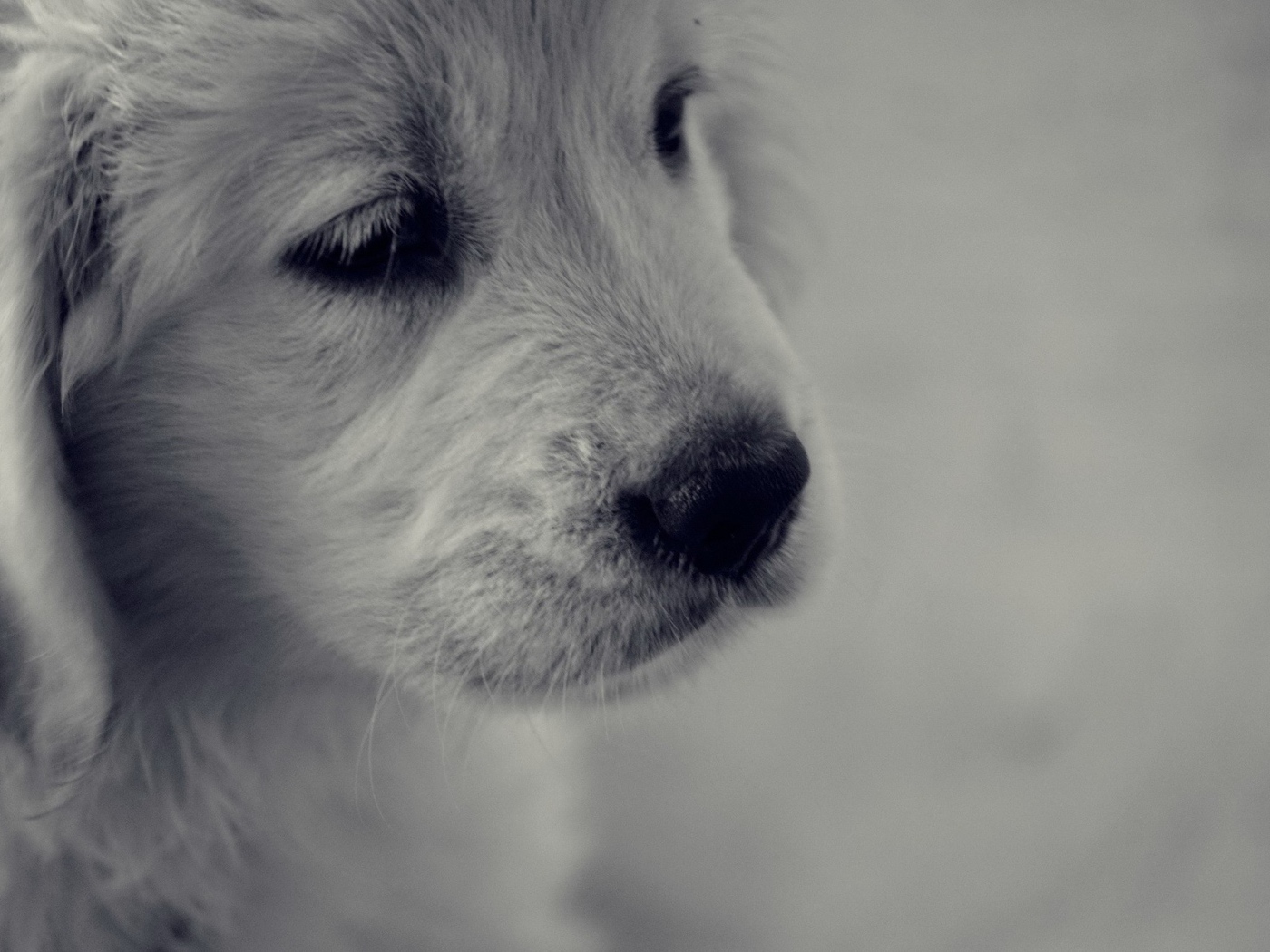Грустный белый щенок с черным носом