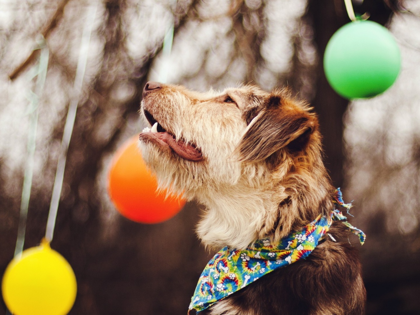 Собака смотрит на шары