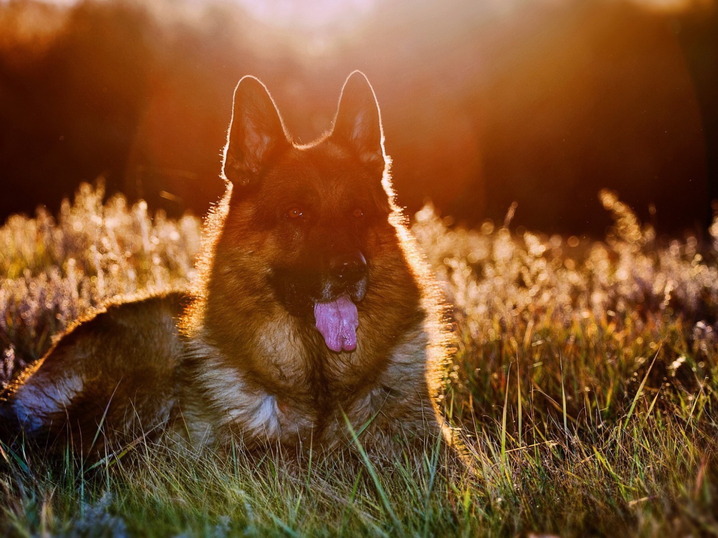 Закатное солнце освещает шерсть немецкой овчарки