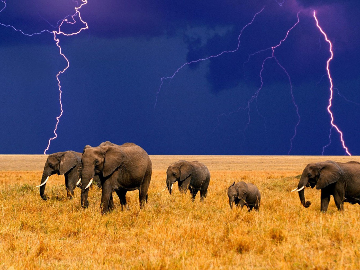 A herd of elephants on a background of storm