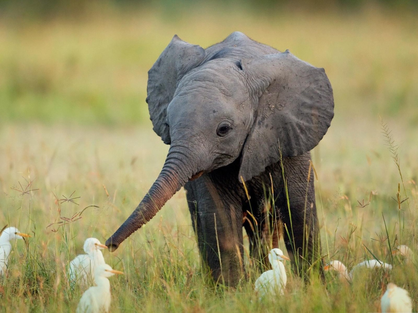 Слоненок в окружении утят