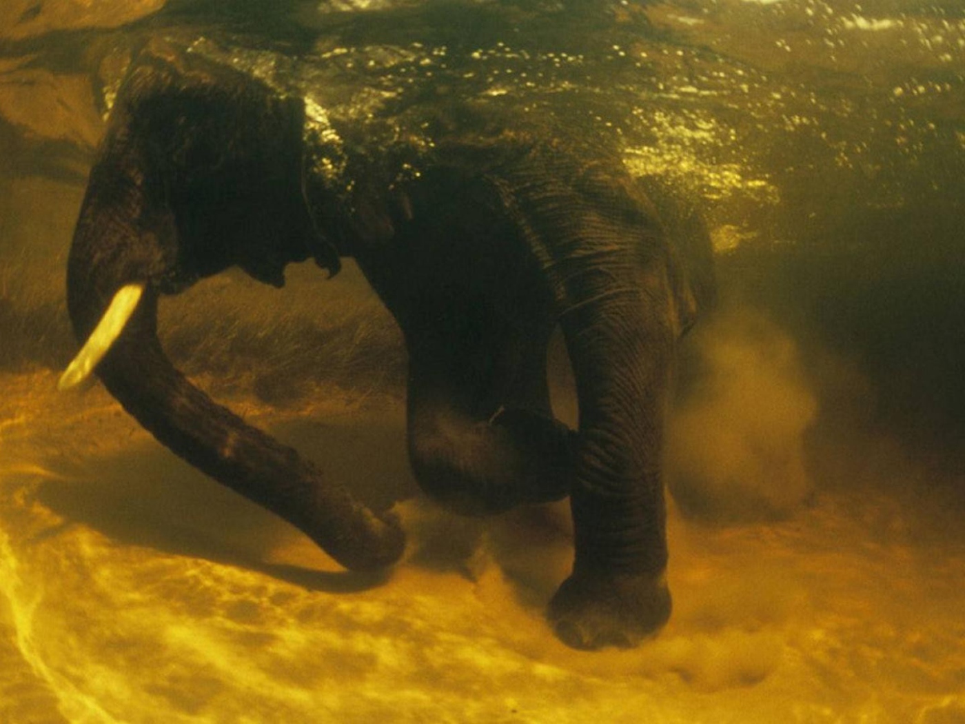 Слон под водой