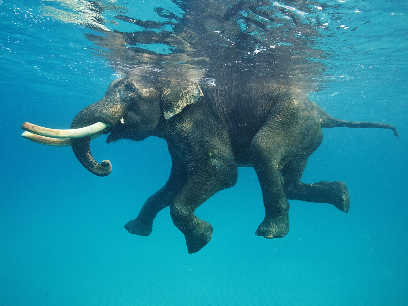 Фото плывущего в воде слона