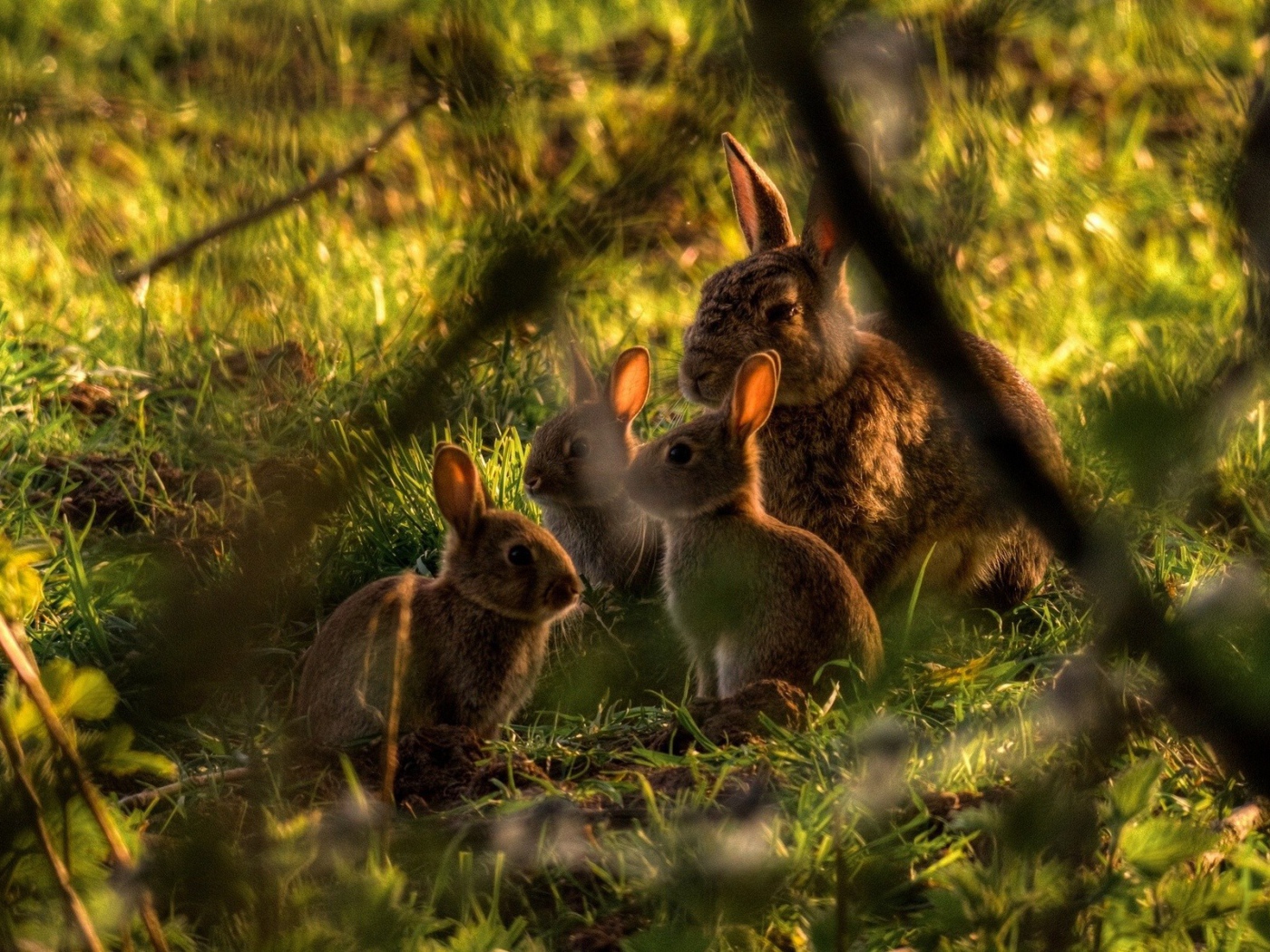 Семья кроликов в зарослях
