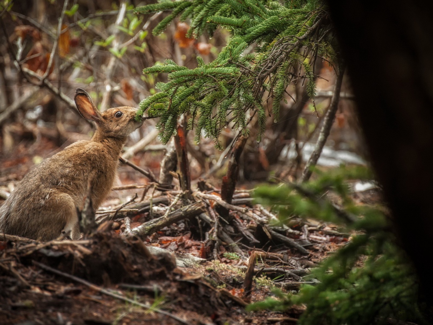 Заяц ест хвою