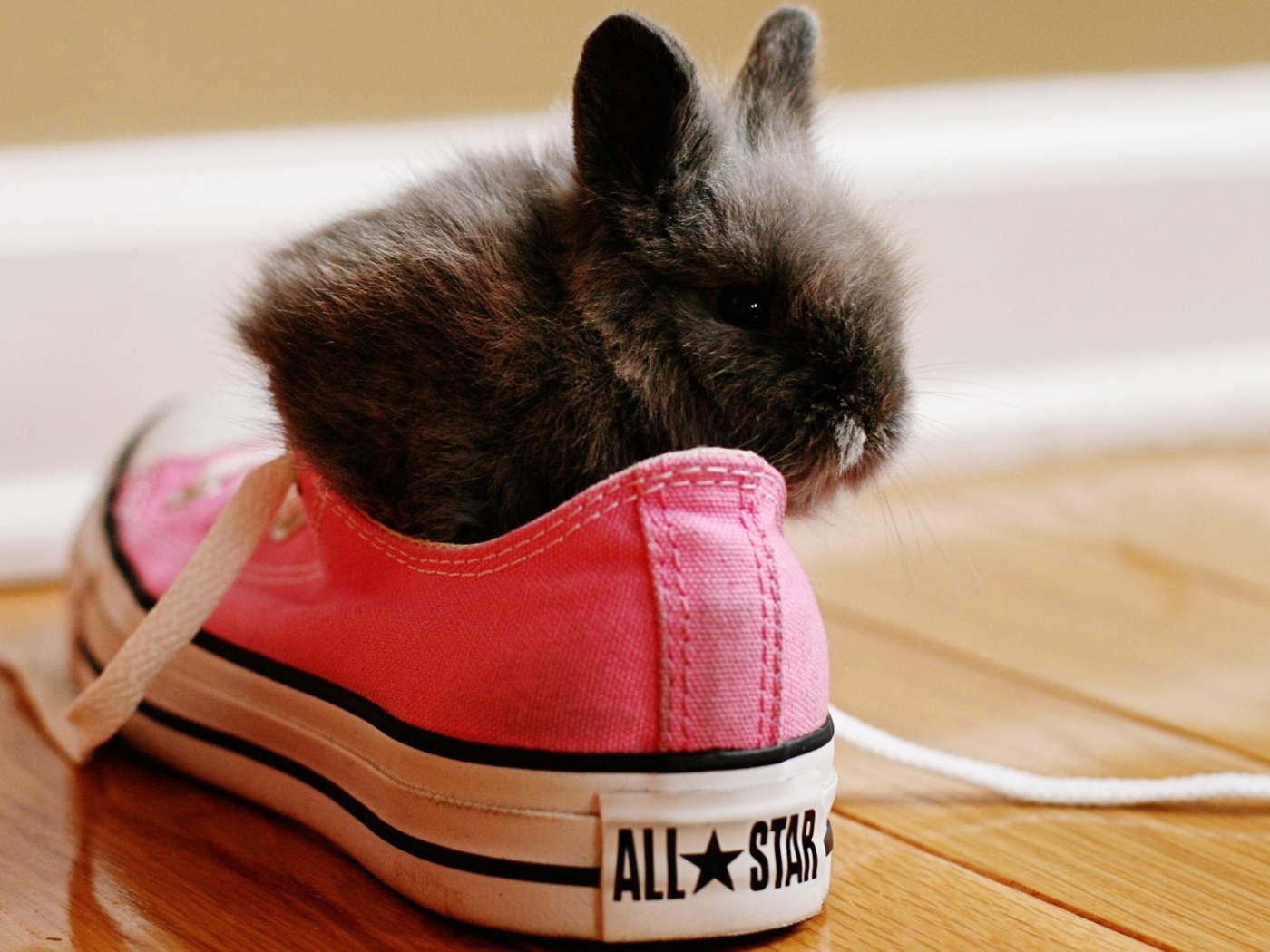Кролик в розовых кедах