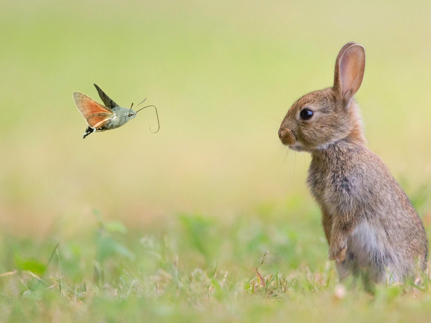 Кролик смотрит на бабочку