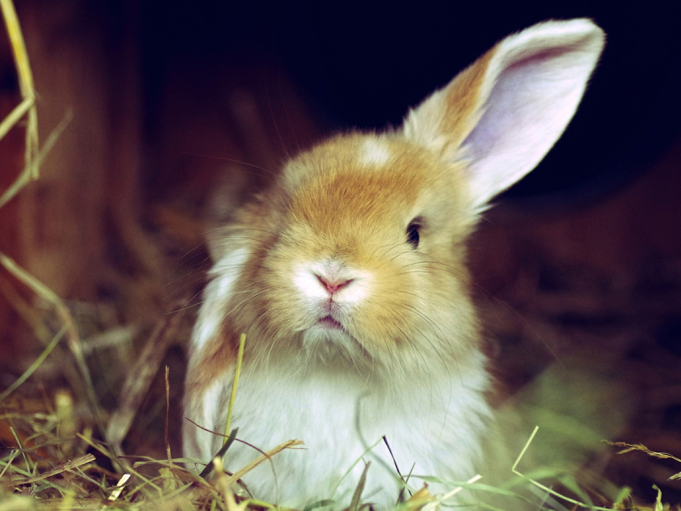 Рыжий кролик поднял одно ухо