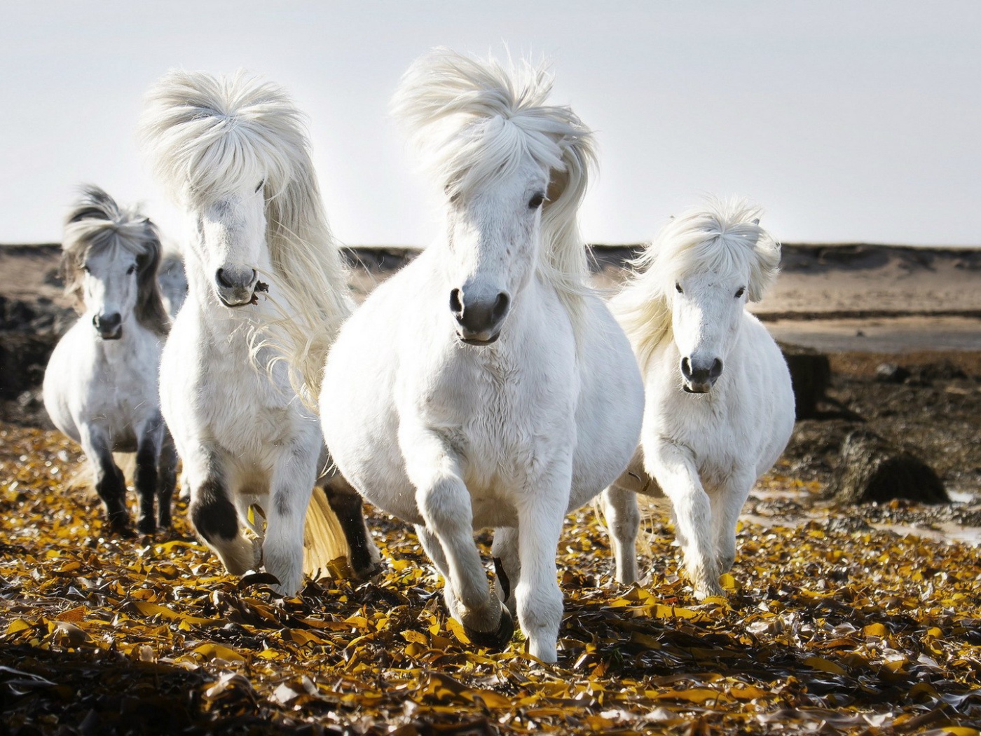 Маленькие белые лошади