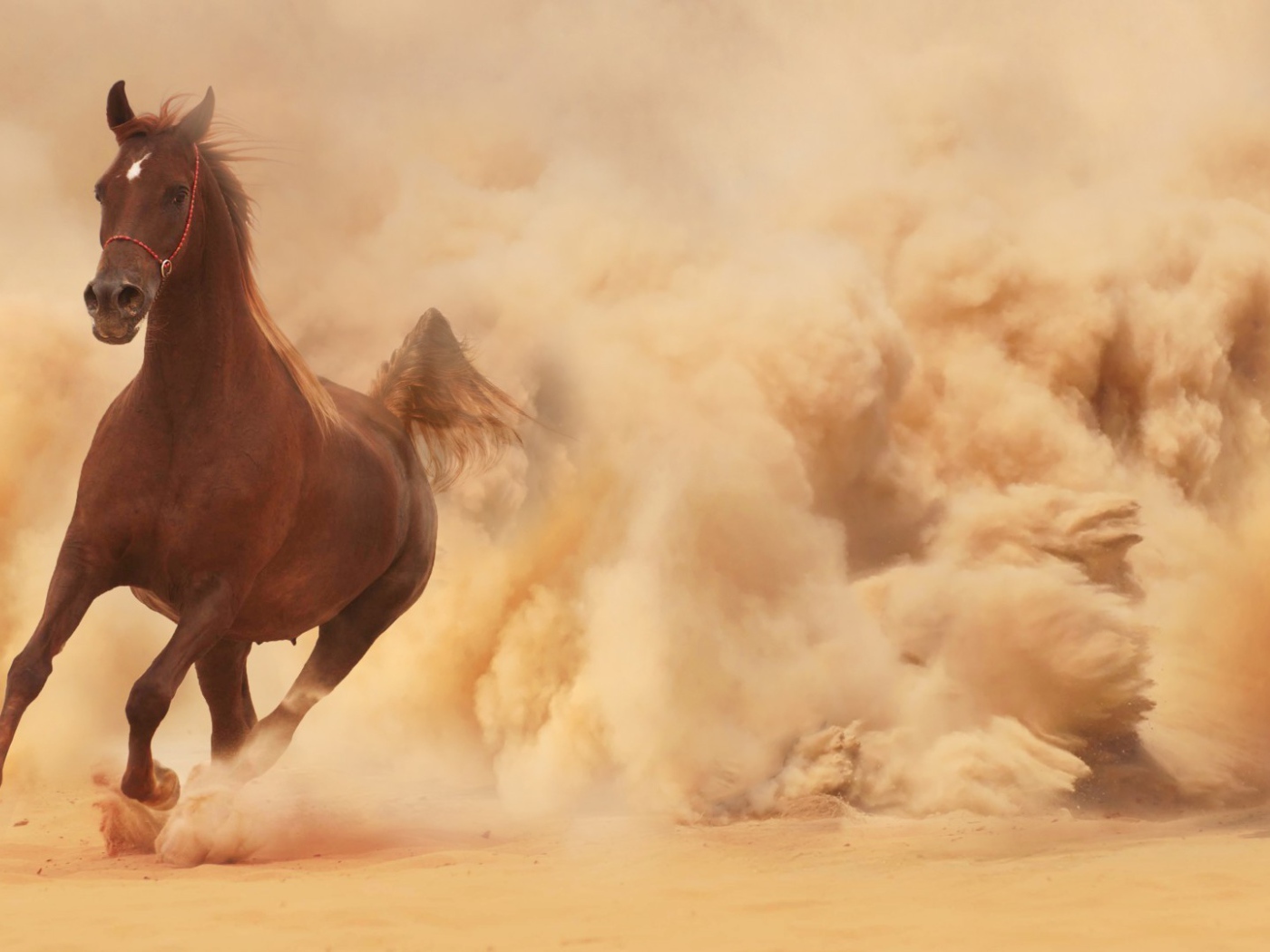 Конь выбегает из облака пыли