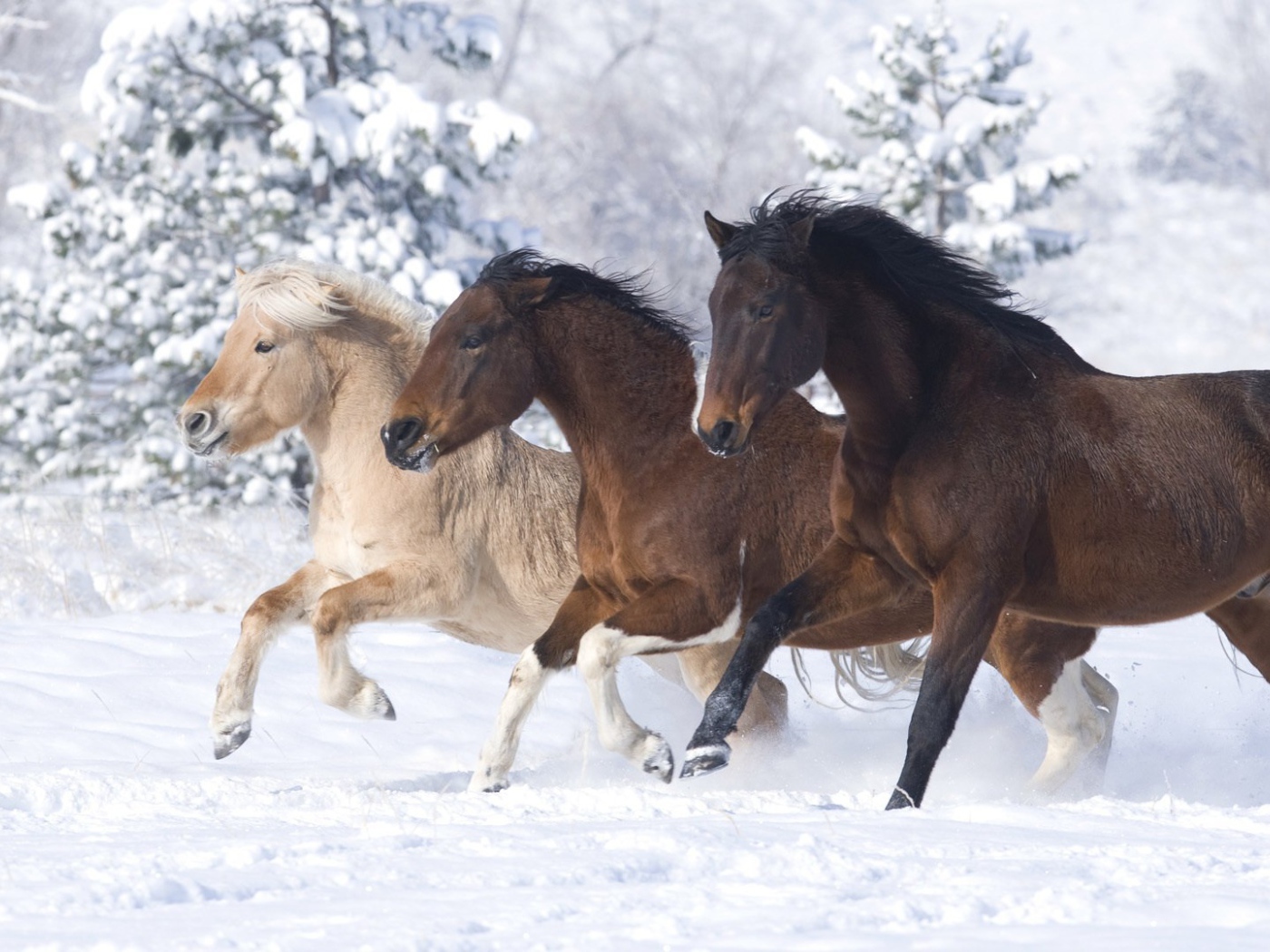 Тройка лошадей на снегу