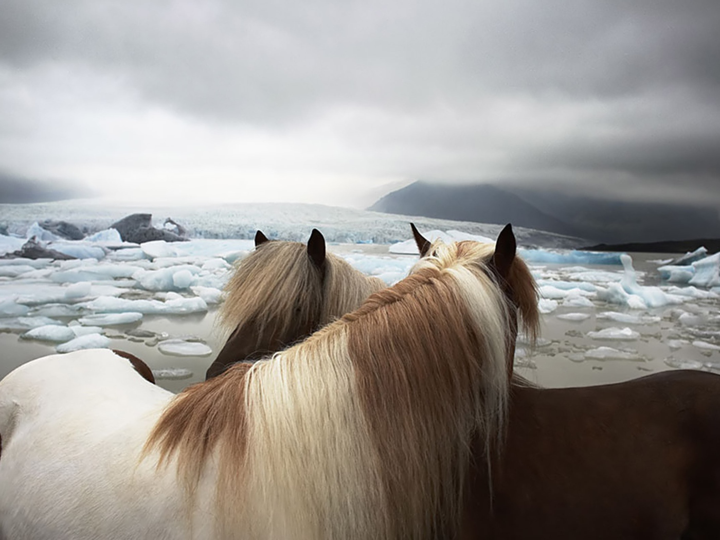 Две лошади на фоне льдов
