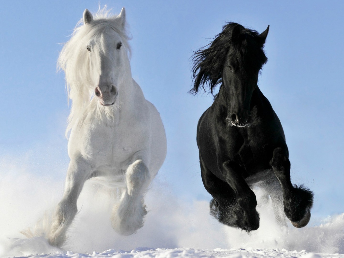 Белый и черный конь на снегу