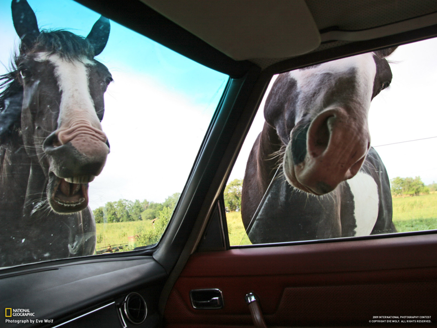 Лошади глядят в автомобиль