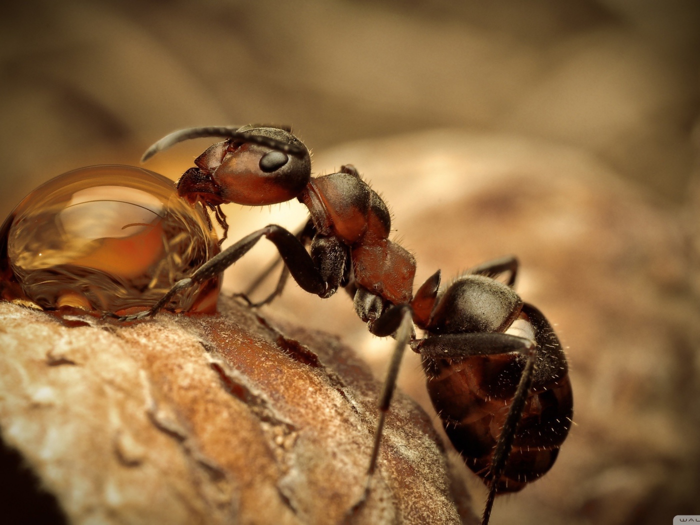 Муравей пьет воду из капли