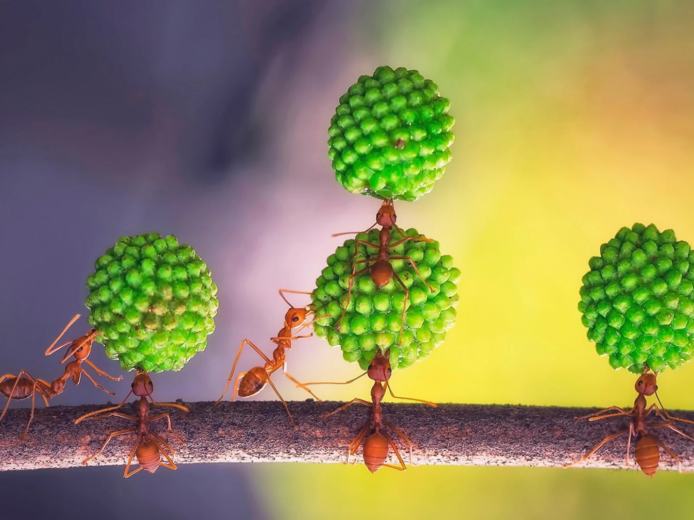 Муравьи за работой