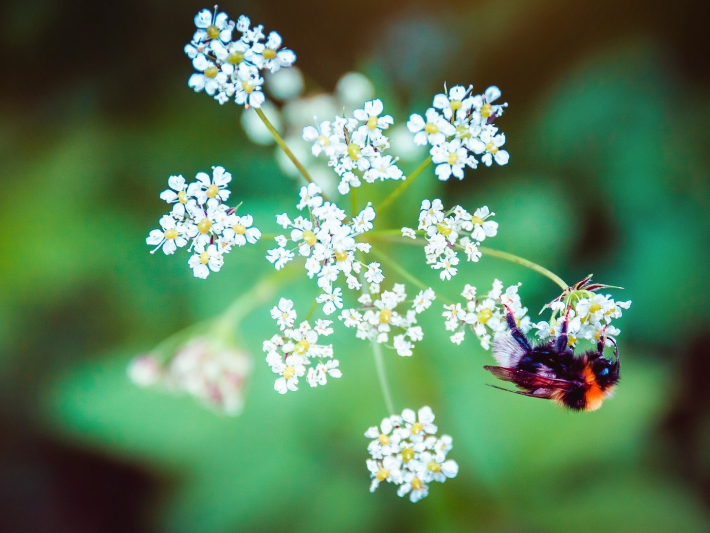 Пчела на зонтике из белых цветов