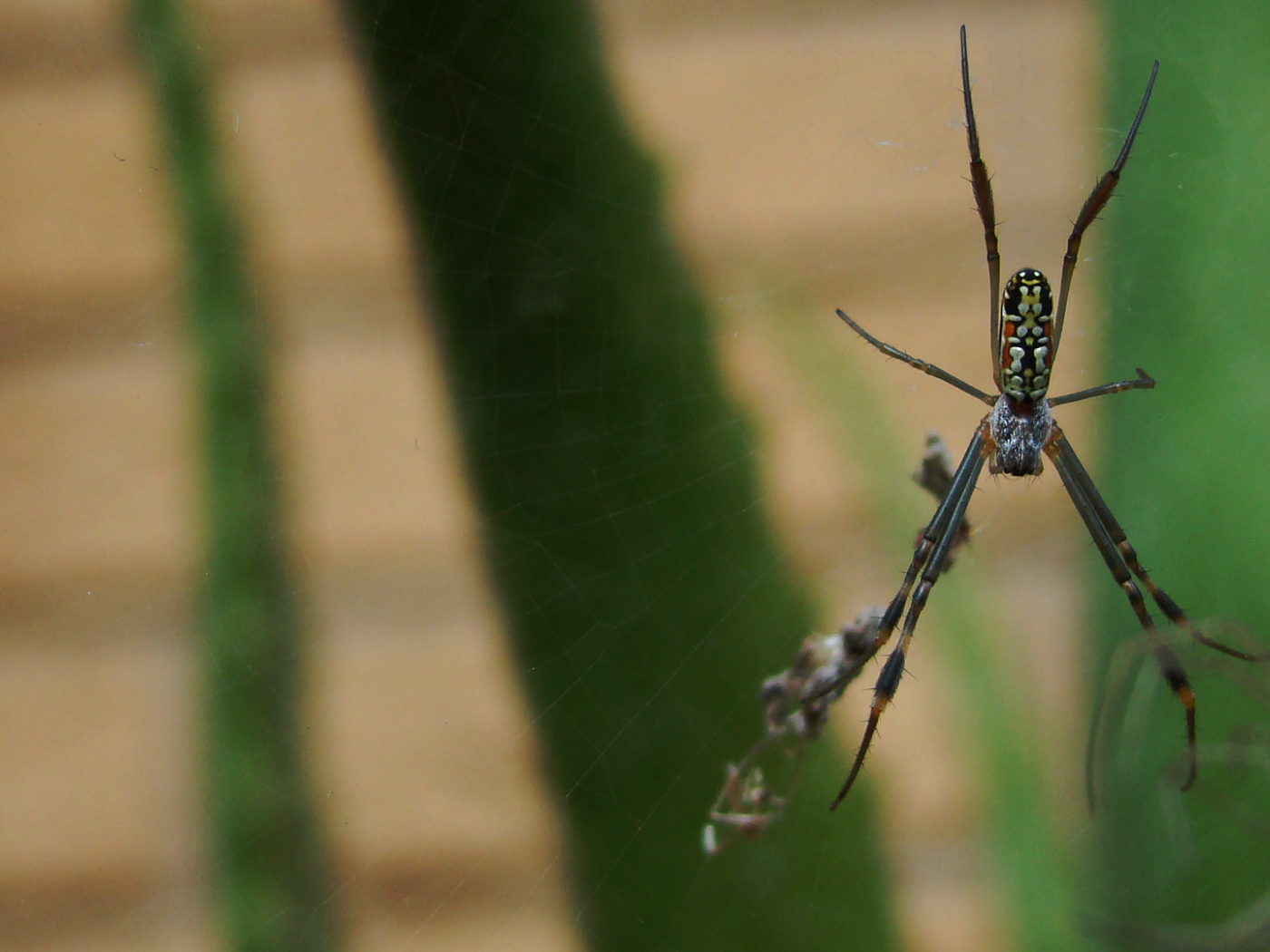 Большой паук плетет паутину