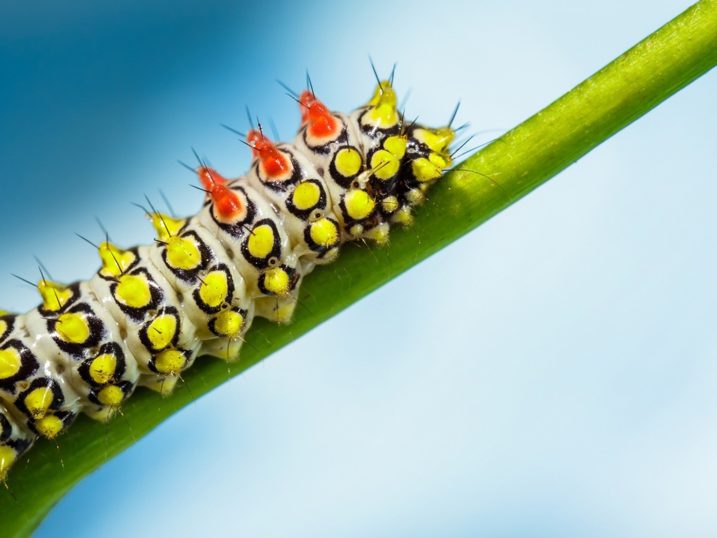 Яркая гусеница на зеленом стебле