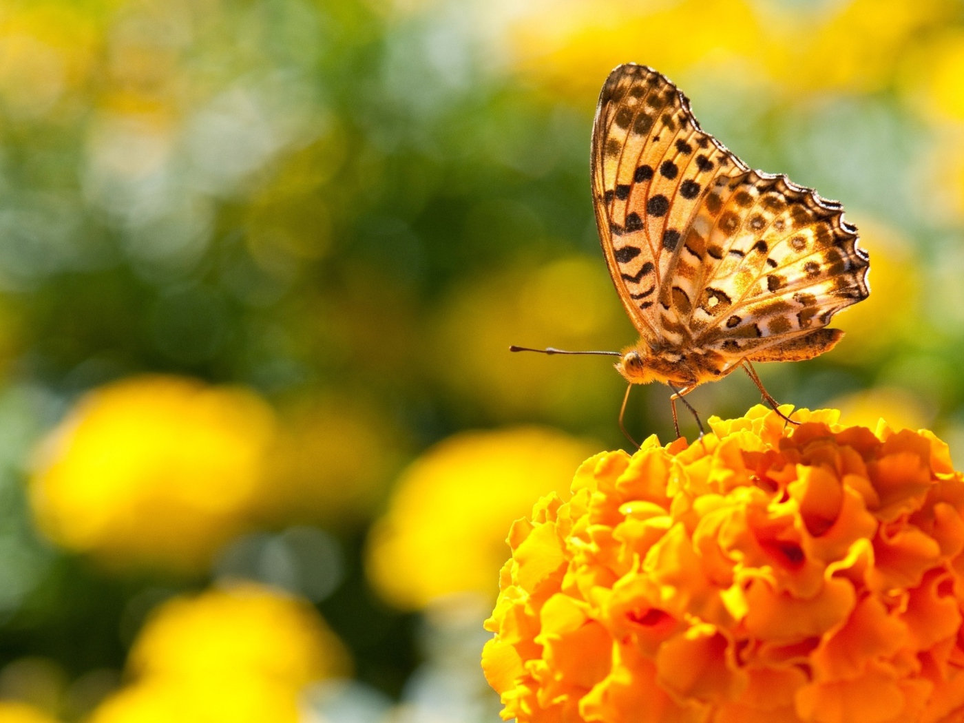 Бабочка на пышном оранжевом цветке