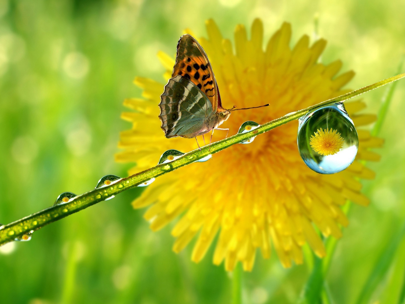 Бабочка на мокрой травинке