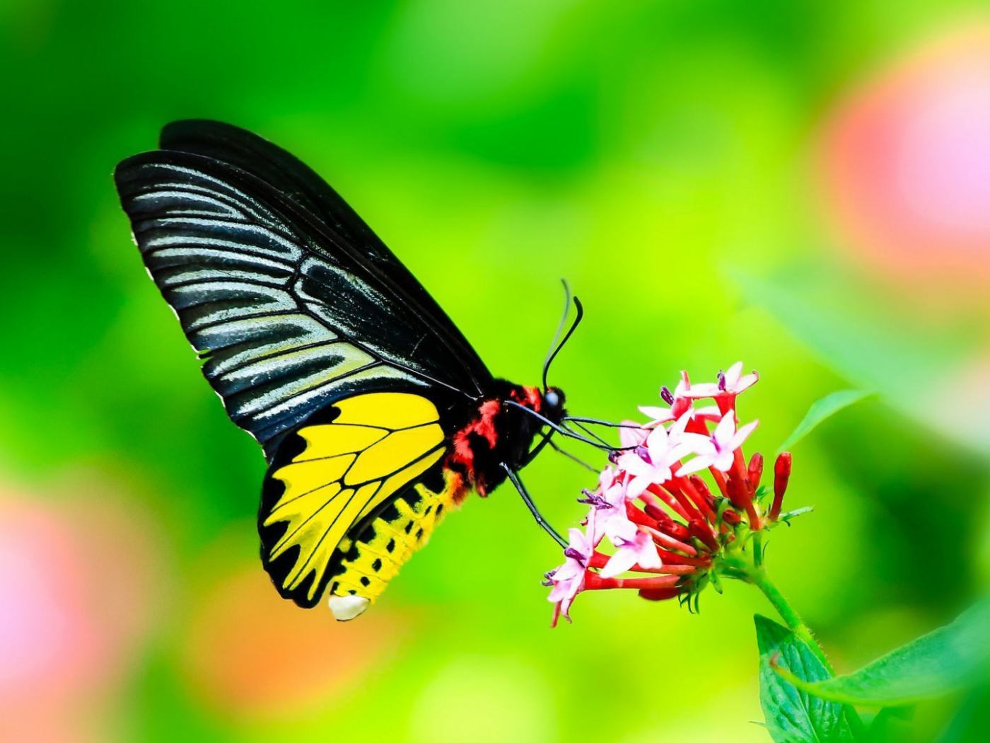 Бабочка с черными крыльями на цветке