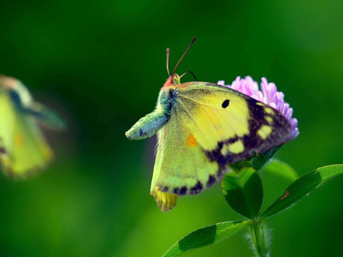 Бабочка с желтыми крыльями на листьях