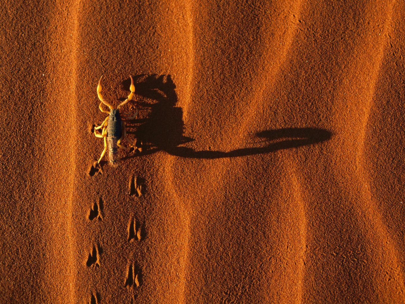 Следы жука на песке