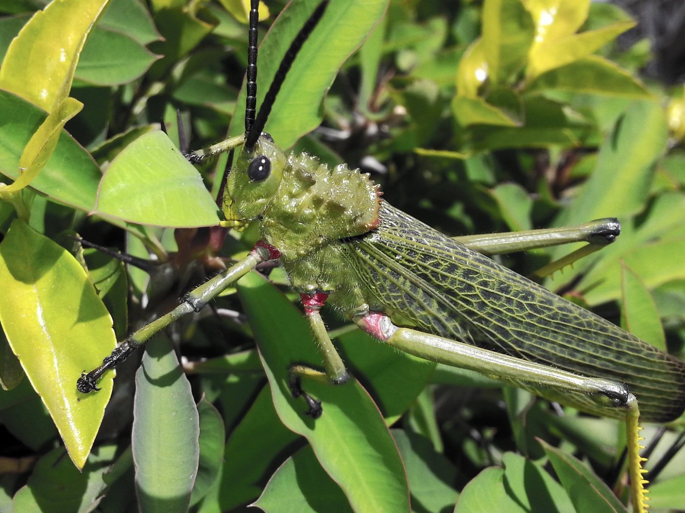 Кузнечик отлично замаскировался