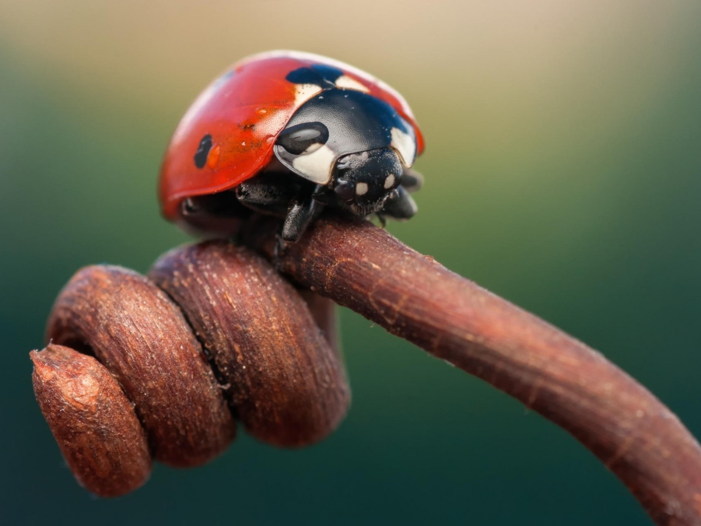 Божья коровка на засохшем ростке