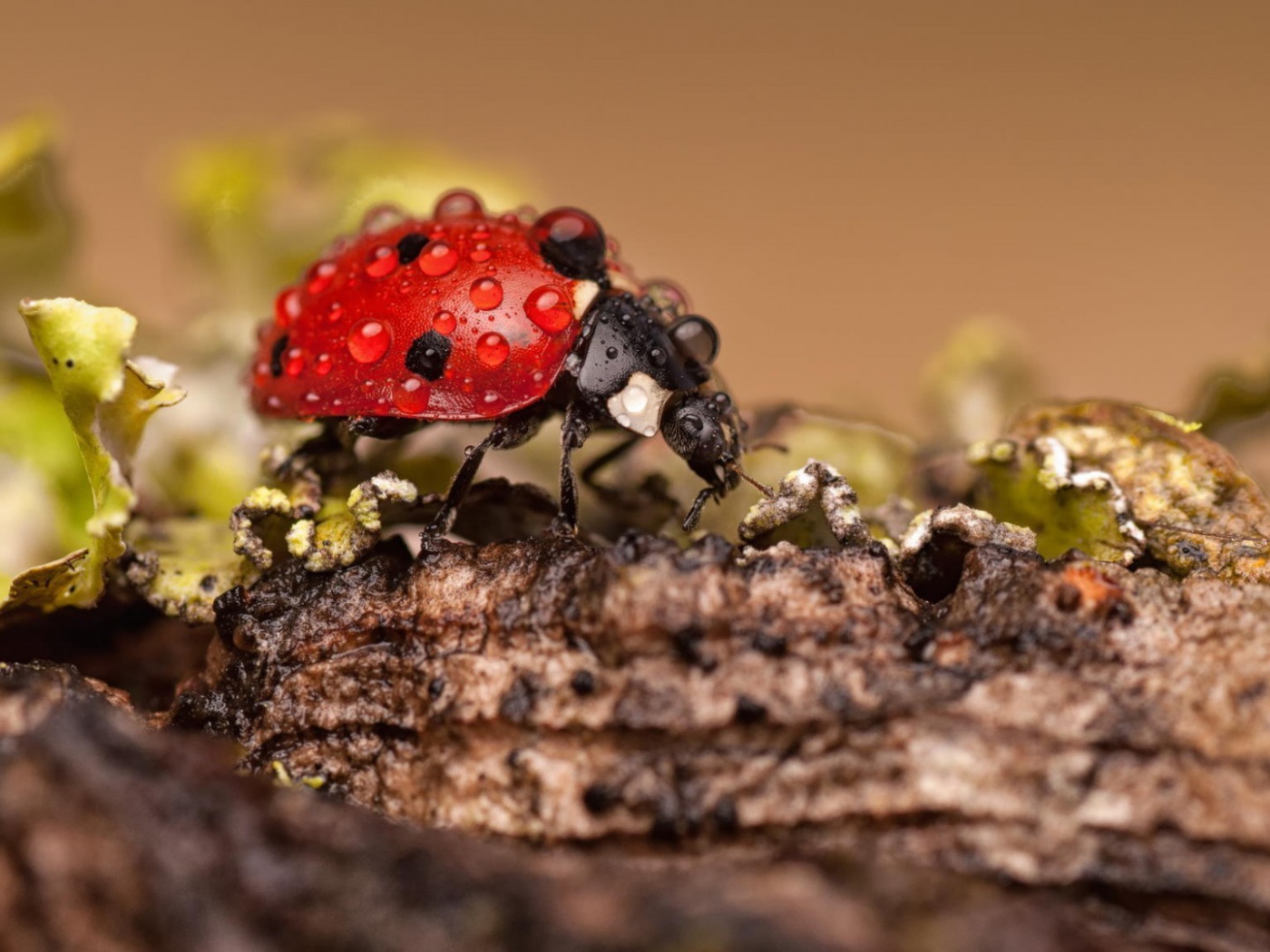 Красный жук покрыт росой