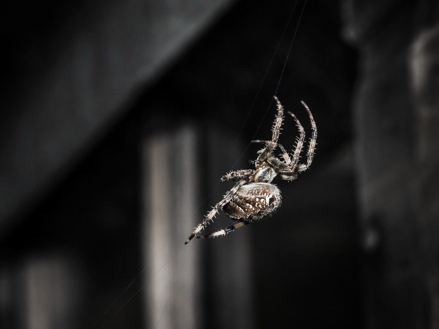 Паук ползет по своей паутине