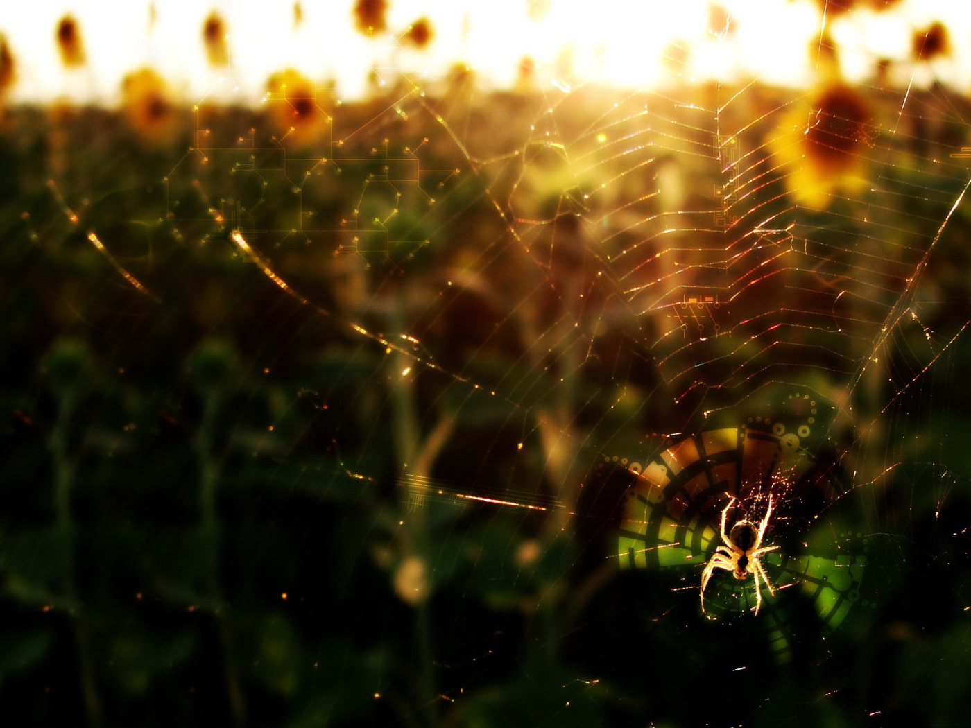 Паук в лучах солнца