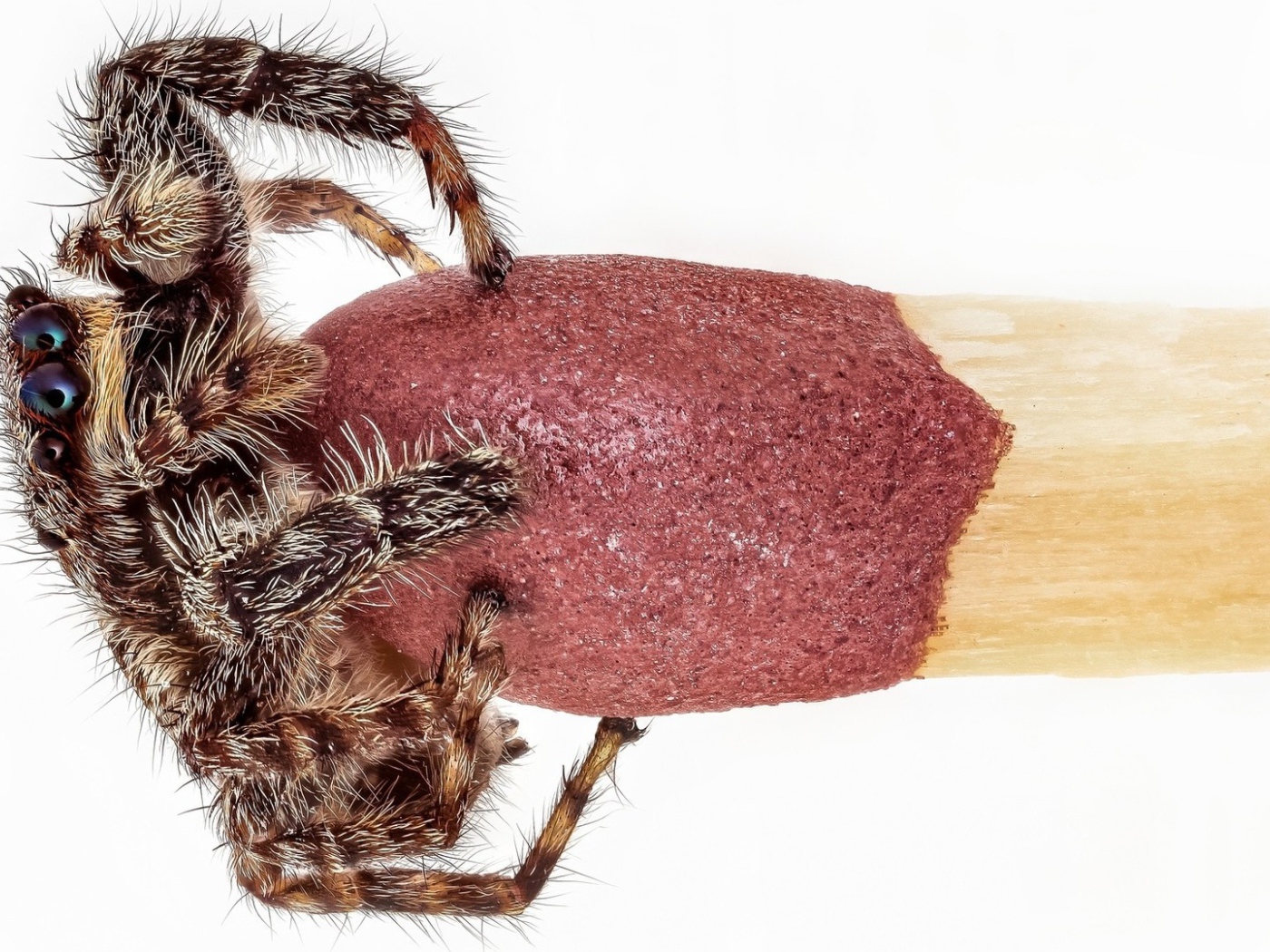 Паук на головке спички