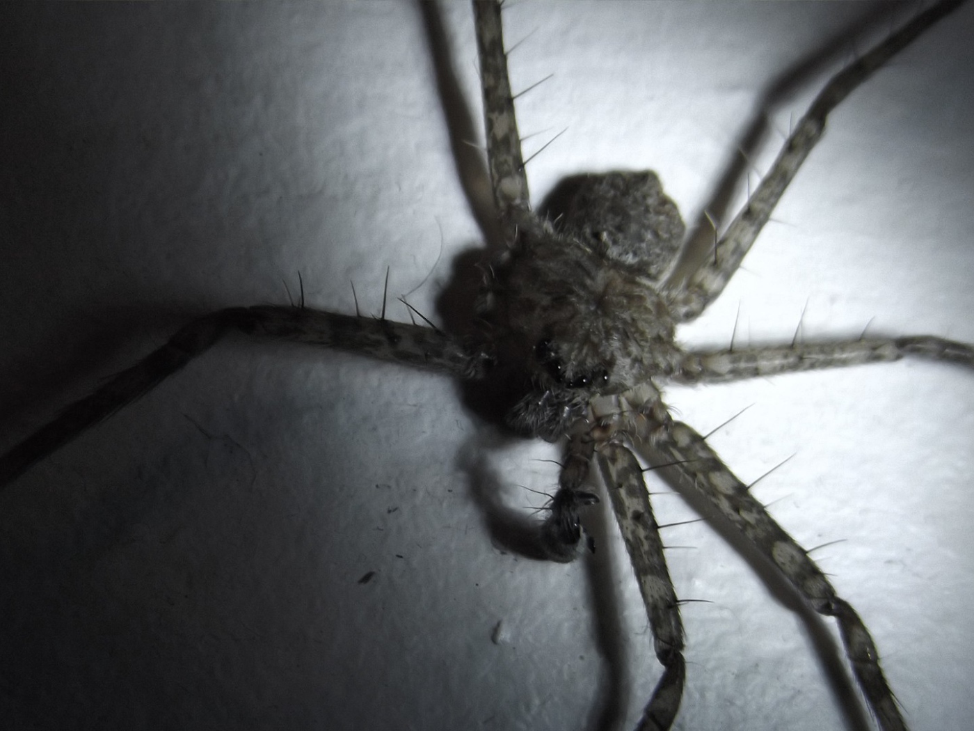 У паука не хватает лапок