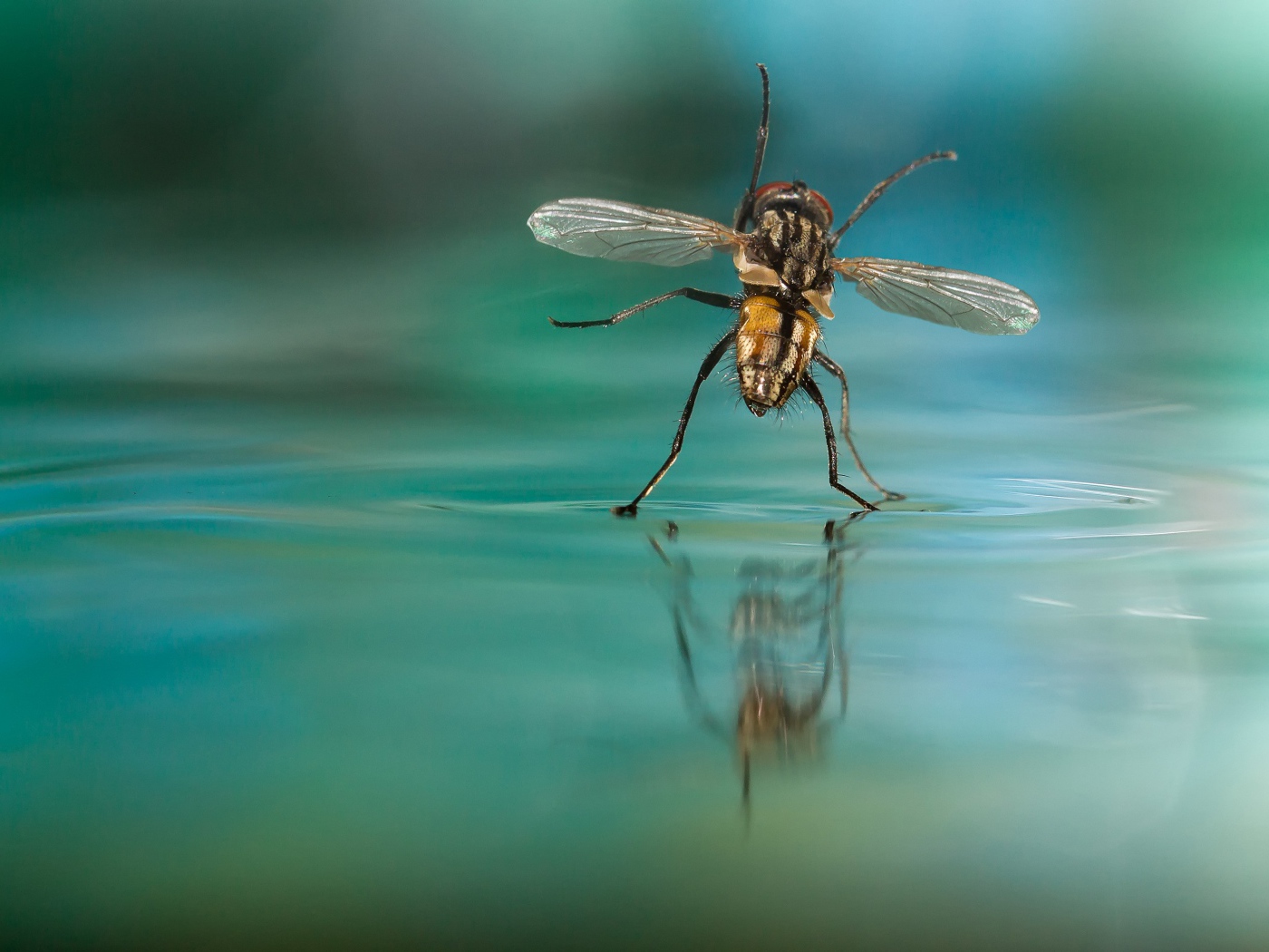 Муха на воде