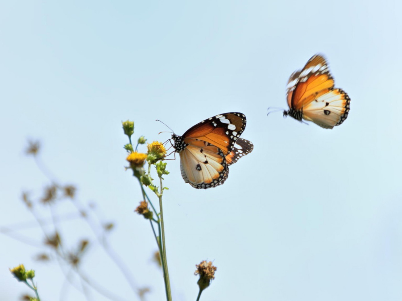 Две бабочки подлетели к цветку