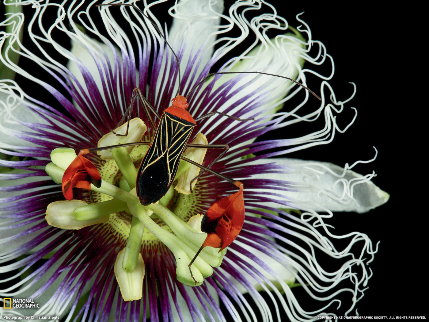 Красивый жук на цветке