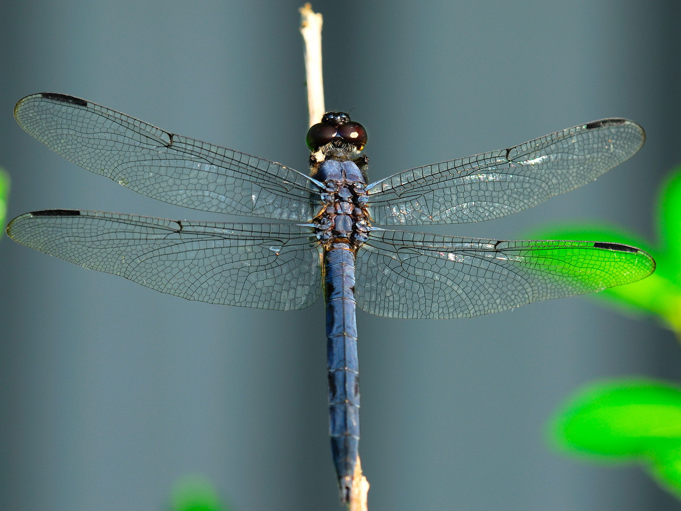 Синяя стрекоза