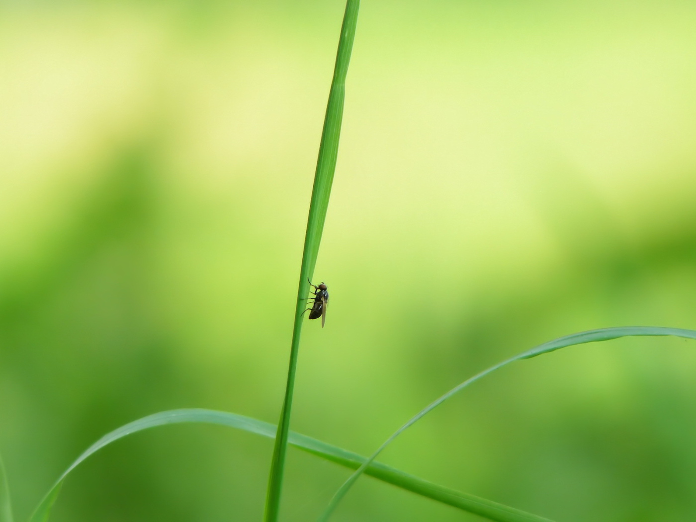 Муха на стебле травы