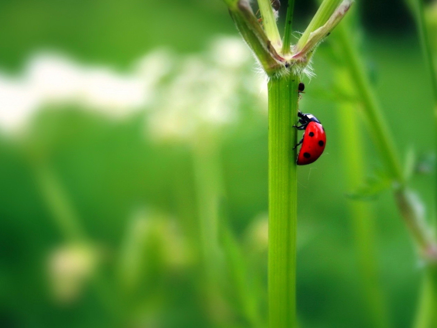 Божья коровка на стебле растения