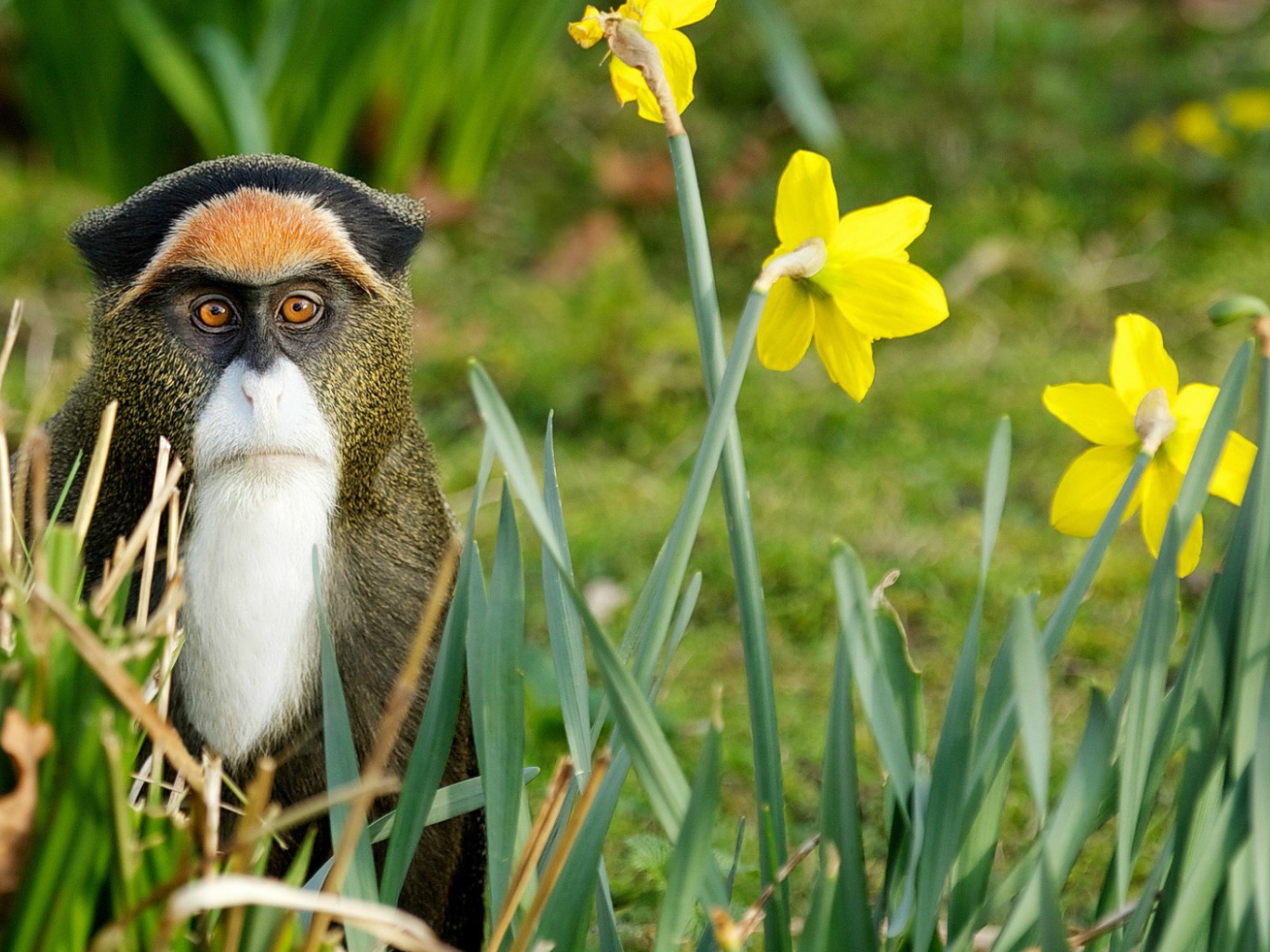 Обезьяна среди цветов
