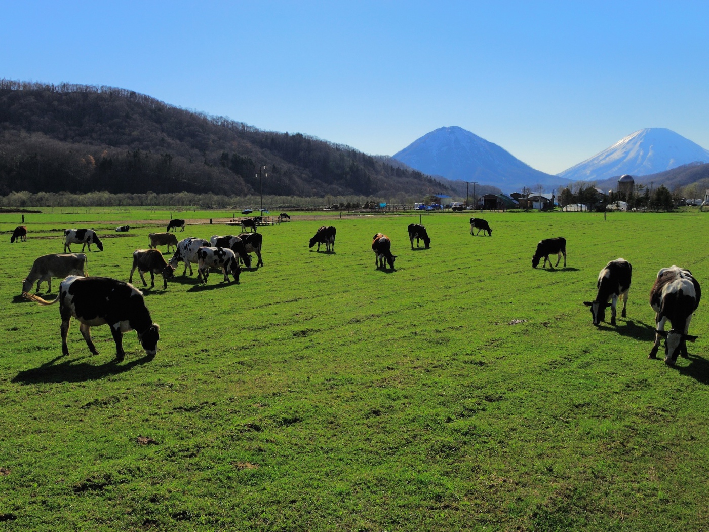 Стадо коров на ухоженном пастбище