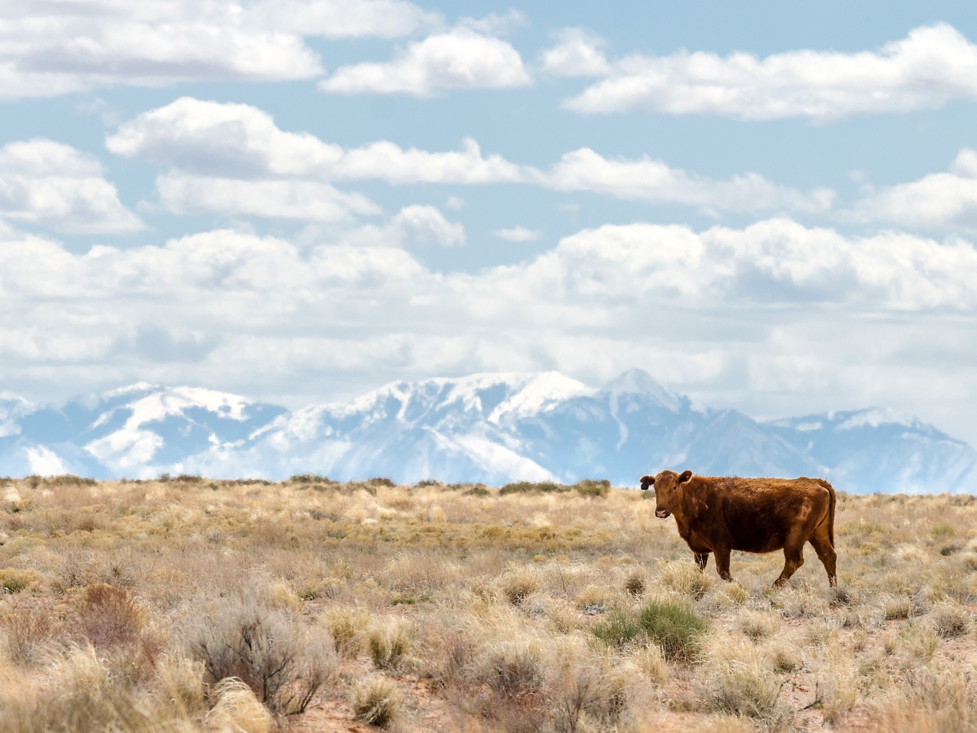 Коричневая корова на горном пастбище