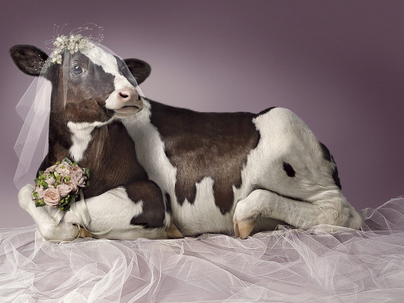Корова в роли невесты