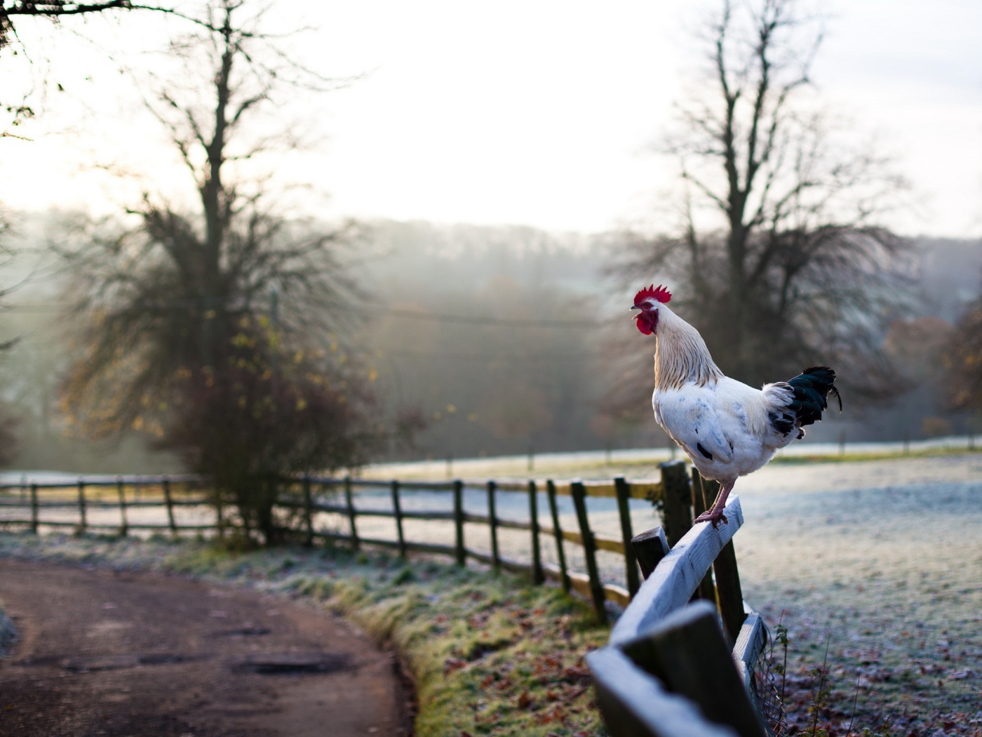 Белый петух на заборе