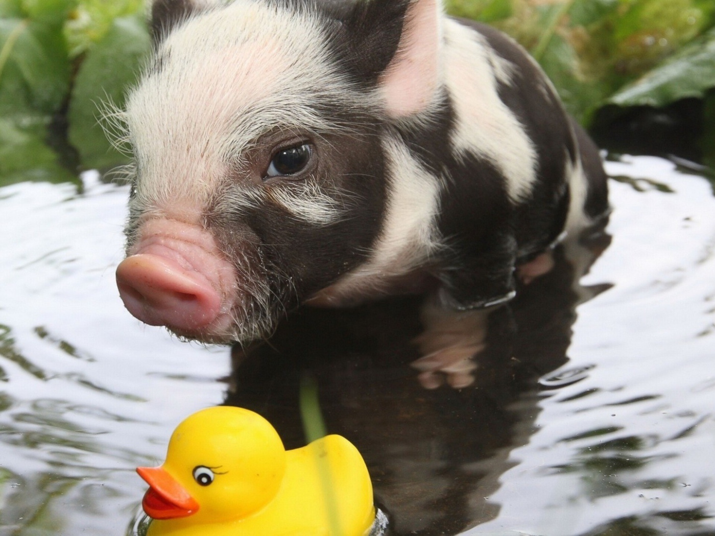 Вьетнамский поросенок играет в воде